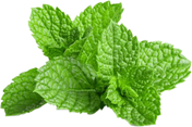 MINT OIL