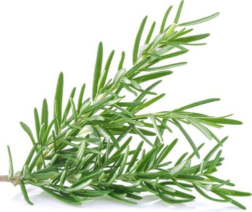 ROSEMARY OIL